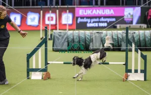 Crufts 2019 - Day Two, NEC, UK - 8 Mar 2019