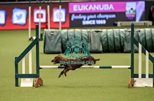 Jumping Prints: Crufts 2019 - Day Two, NEC, UK - 8 Mar 2019