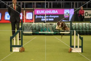 Crufts 2019 - Day Two, NEC, UK - 8 Mar 2019