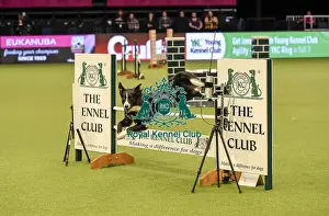 Jumping Prints: Crufts 2019 - Day Two, NEC, UK - 8 Mar 2019