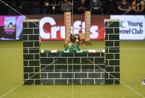 Crufts 2019 - Day Two, NEC, UK - 8 Mar 2019