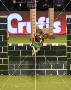 Crufts 2019 - Day Two, NEC, UK - 8 Mar 2019