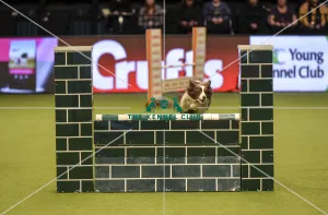 Crufts 2019 - Day Two, NEC, UK - 8 Mar 2019