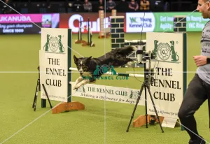 Crufts 2019 - Day Two, NEC, UK - 8 Mar 2019