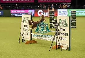 Jumping Prints: Crufts 2019 - Day Two, NEC, UK - 8 Mar 2019