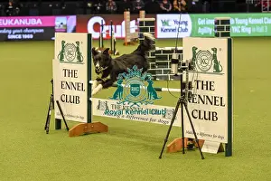 Jumping Prints: Crufts 2019 - Day Two, NEC, UK - 8 Mar 2019
