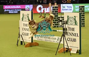 Jumping Prints: Crufts 2019 - Day Two, NEC, UK - 8 Mar 2019