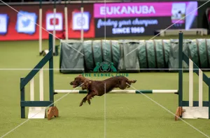 Crufts 2019 - Day Two, NEC, UK - 8 Mar 2019