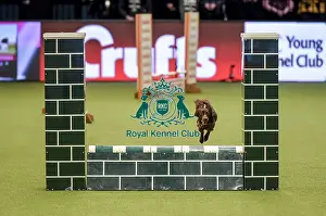 Jumping Prints: Crufts 2019 - Day Two, NEC, UK - 8 Mar 2019