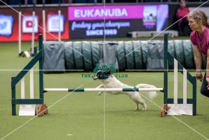 Crufts 2019 - Day Two, NEC, UK - 8 Mar 2019