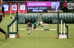Crufts 2019 - Day Two, NEC, UK - 8 Mar 2019