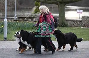 20190308 Prints: Crufts 2019 - Day Two, NEC, UK - 8 Mar 2019