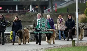 Crufts 2019 - Day Two, NEC, UK - 8 Mar 2019