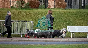 Bearded Collie Prints: Crufts 2019 - Day Two, NEC, UK - 8 Mar 2019