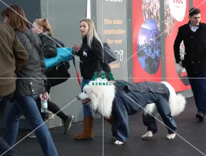 Crufts 2019 - Day Two, NEC, UK - 8 Mar 2019