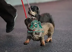 Crufts 2019 - Day Two, NEC, UK - 8 Mar 2019
