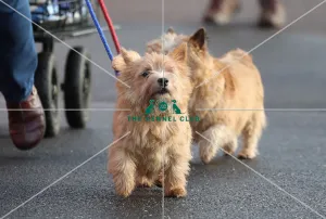 Crufts 2019 - Day Two, NEC, UK - 8 Mar 2019