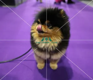 Crufts 2019 - Day Two, NEC, UK - 8 Mar 2019