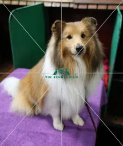 Crufts 2019 - Day Two, NEC, UK - 8 Mar 2019