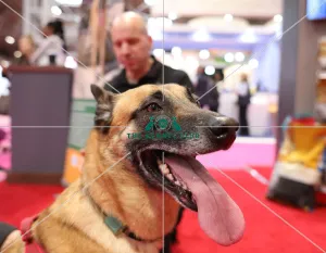 Crufts 2019 - Day Two, NEC, UK - 8 Mar 2019