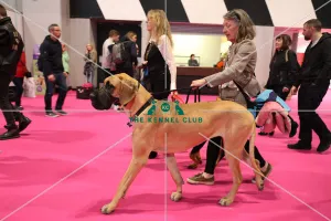Crufts 2019 - Day Two, NEC, UK - 8 Mar 2019