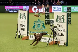 Jumping Prints: Crufts 2019 - Day Two, NEC, UK - 8 Mar 2019