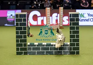 Jumping Prints: Crufts 2019 - Day Two, NEC, UK - 8 Mar 2019