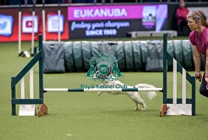 Jumping Prints: Crufts 2019 - Day Two, NEC, UK - 8 Mar 2019