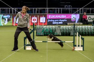 Crufts 2019 - Day Two, NEC, UK - 8 Mar 2019