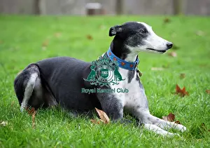 Crufts 2019 - Friends for Life award, London, UK - 5 Feb 2019