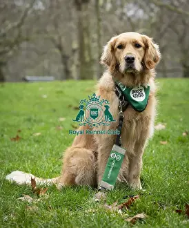 Crufts 2019 - Friends for Life award, London, UK - 5 Feb 2019