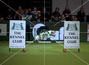 Crufts 2020 Collection Our beautiful Wall Art and Photo Gifts include Framed Prints Photo Prints Poster Prints Canvas Prints Jigsaw Puzzles Metal Prints and so much more