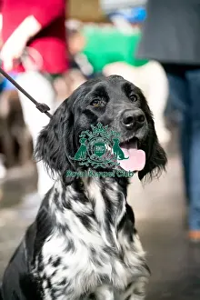 Crufts 2022