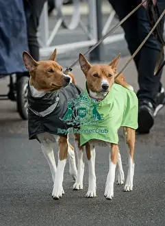 Crufts 2022