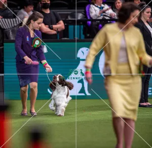 Crufts 2022 Crufts 2022