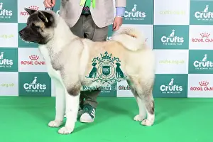 Crufts 2024 Best Of Breed Utility Group Prints: Crufts 2024