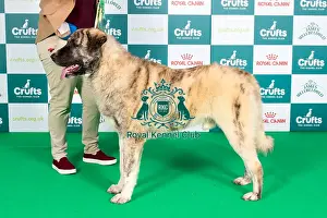 Crufts 2024 Best Of Breed Pastoral Group Prints: Crufts 2024 Best of Breed stacked 11447 - Sunlions Imparator (Miss K Stewart)