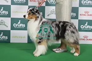 Crufts 2024 Best Of Breed Pastoral Group Prints: Crufts 2024 Best of Breed stacked 11608 - Ch Brighttouch Drift The Line Through Dialynne (Imp Rus) (Mrs M)
