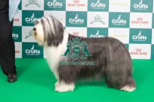 Crufts 2024 Best of Breed stacked 11855 - Ch Corimist Destiny by Design (Miss N & Ms J Whelan & Young)