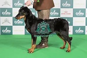 Crufts 2024 Best Of Breed Pastoral Group Prints: Crufts 2024 Best of Breed stacked 11879 - Int Ch Geraldine Gypsy De Trappist (Mrs Maja & Mr Boris Kostijal & Pegan)