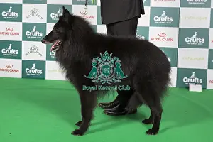 Crufts 2024 Best Of Breed Pastoral Group Prints: Crufts 2024 Best of Breed stacked 11908 - Ch Tyrion De L'ambassadeur Des Belges at Invanse (Imp Hun)