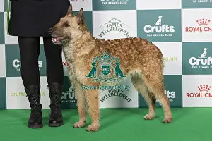 Crufts 2024 Best Of Breed Pastoral Group Prints: Crufts 2024 Best of Breed stacked 11957 - Shepherds Dogmate Vanilla Queen Nld Youth Ch (Mrs Jti Hermans-Janssen)