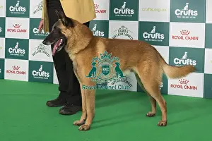 Crufts 2024 Best Of Breed Pastoral Group Prints: Crufts 2024 Best of Breed stacked 11973 - Ch Foryd Dark Side of The Moon at Depamead (D & P Heap)