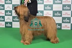 Crufts 2024 Best Of Breed Pastoral Group Prints: Crufts 2024 Best of Breed stacked 12349 - Ch Barembak Albufera at Charson (Mrss Hillier)