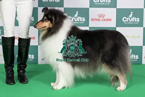 Crufts 2024 Best of Breed stacked 12554 - Ch Phreelancer Phaith Hill (Mrs L Newman)