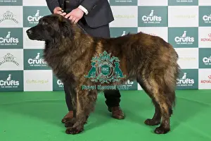 Crufts 2024 Best Of Breed Pastoral Group Prints: Crufts 2024 Best of Breed stacked 12694 - Cossus D'domus Stella (Imp Por) NAF (Mrs Tychowski)