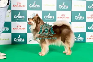 Crufts 2024 Best Of Breed Pastoral Group Prints: Crufts 2024 Best of Breed stacked 12706 - Ch Limishka Kareitar JW (Miss Kl & Mrss Anderson & Nardone)