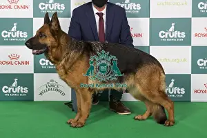 Crufts 2024 Best of Breed stacked 12880 - Charbonnel Tanzi (Mrss Platt)
