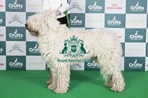 Crufts 2024 Best Of Breed Pastoral Group Prints: Crufts 2024 Best of Breed stacked 12991 - Sziget Kiralya Aba (Mrs Agnes L'rinczyne Velencei)