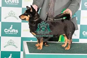 Crufts 2024 Best Of Breed Pastoral Group Prints: Crufts 2024 Best of Breed stacked 13001 - Parabar Perfec Paws (Messrs P & A Conway & Oakden)